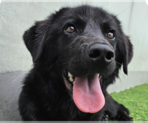 Pembroke Welsh Corgi-Retriever  Mix Dogs for adoption in San Ramon, CA, USA