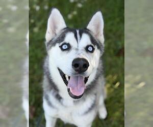 Siberian Husky Dogs for adoption in Fort Wayne, IN, USA