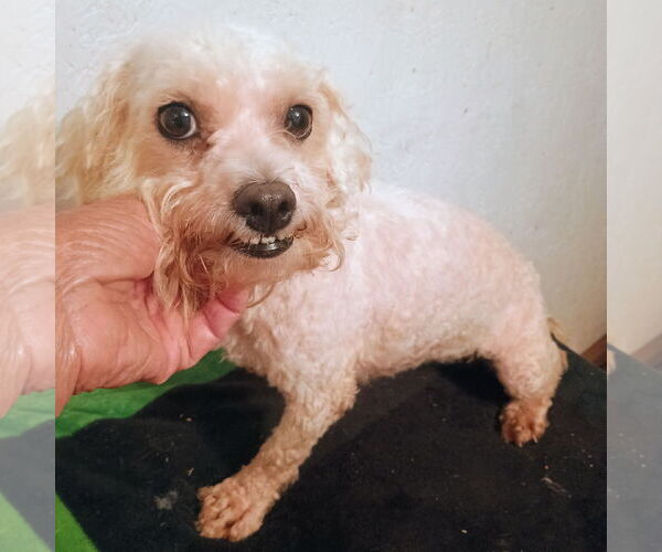 Medium Photo #1 Maltese Puppy For Sale in Bonifay, MO, USA