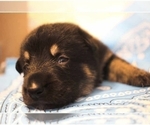 Small Photo #9 German Shepherd Dog Puppy For Sale in FAIR GROVE, MO, USA