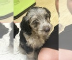 Puppy Captain F2 Aussiedoodle