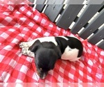 Small Photo #4 Dachshund Puppy For Sale in WILLARD, OH, USA