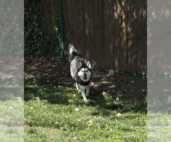 Medium Photo #3 - Mix Puppy For Sale in Winston Salem, NC, USA