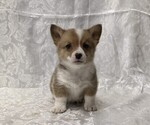 Small #1 Pembroke Welsh Corgi