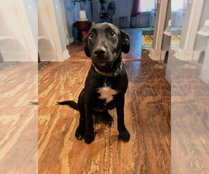 Labrador Retriever-Unknown Mix Dogs for adoption in FRAMINGHAM, MA, USA