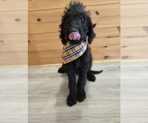 Labradoodle Puppy for sale in WILLIAMSTOWN, KY, USA