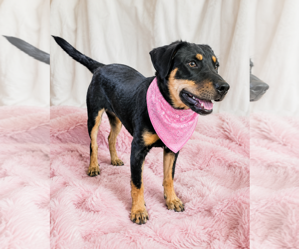 Medium Photo #2 Labbe Puppy For Sale in Mt. Laurel, NJ, USA