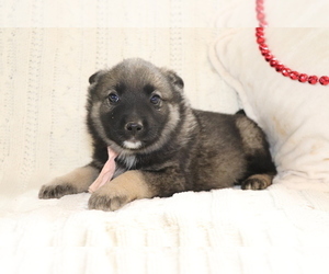 Norwegian Elkhound Puppy for sale in SHILOH, OH, USA