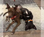 Small #12 Australian Kelpie Mix