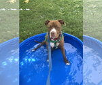 Small #23 American Pit Bull Terrier-American Staffordshire Terrier Mix