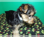 Small Photo #5 Yorkshire Terrier Puppy For Sale in PATERSON, NJ, USA