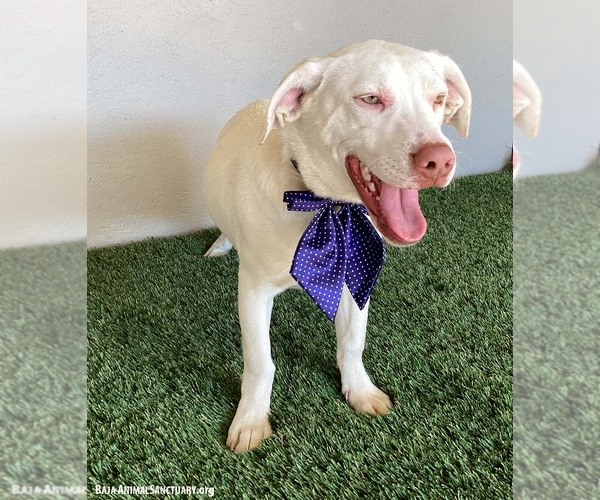 Medium Photo #2 Labrador Retriever-Unknown Mix Puppy For Sale in San Diego, CA, USA