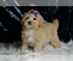 Small #2 Maltipoo