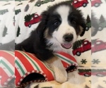 Small Photo #8 Australian Shepherd Puppy For Sale in EXETER, MO, USA