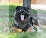 Small #11 German Shepherd Dog