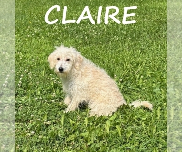 Medium Photo #3 Schnoodle (Miniature) Puppy For Sale in HARTLAND, MN, USA