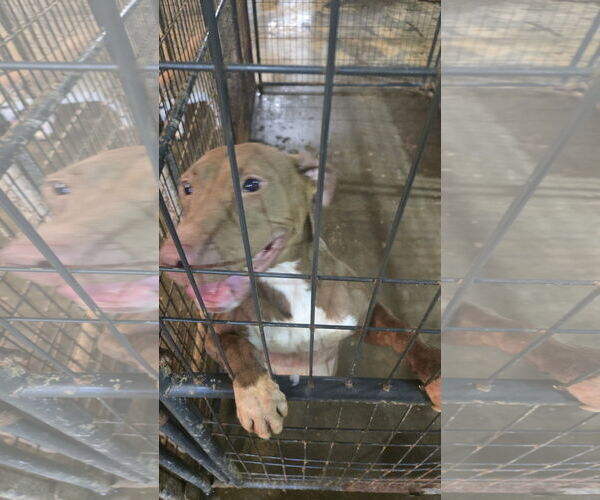 Medium Photo #1 Mutt Puppy For Sale in Jackson, MS, USA