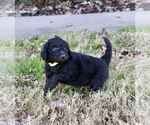 Small Photo #5 Goldendoodle Puppy For Sale in CARTHAGE, TX, USA