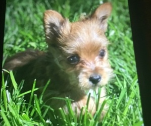 Poodle (Toy)-Yorkshire Terrier Mix Puppy for Sale in MOUNT CLEMENS, Michigan USA