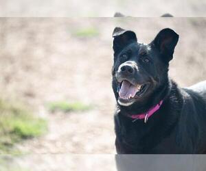 Shepweiller Dogs for adoption in Santa Cruz, CA, USA