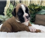 Small #4 Boxer
