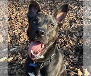 Border Collie-Unknown Mix Dogs for adoption in Decatur, GA, USA