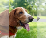 Small Basset Hound