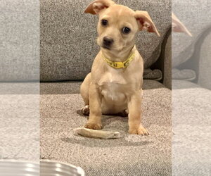 Joon - Female Beagle-Unknown Mix Dog for Adoption - Photo #2