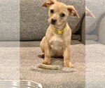Small Photo #2 Beagle-Unknown Mix Puppy For Sale in Plainfield, IL, USA