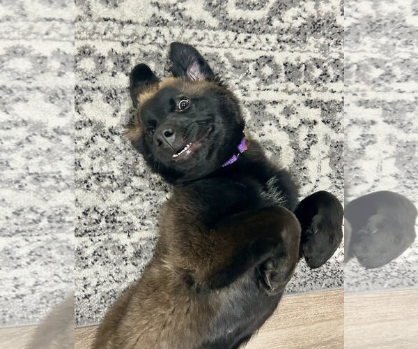 Medium Photo #5 Retriever -Unknown Mix Puppy For Sale in Royal Palm Beach, FL, USA