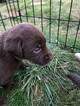 Small #23 Labrador Retriever