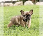 Small #3 French Bulldog
