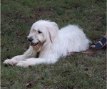 Small #8 Goldendoodle
