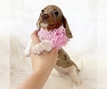 Small #4 Dachshund
