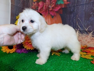 Maltese-Poodle (Toy) Mix Puppy for sale in HAMMOND, IN, USA