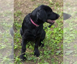 Rainey - Female Golden Retriever-Unknown Mix Dog for Adoption - Photo #7