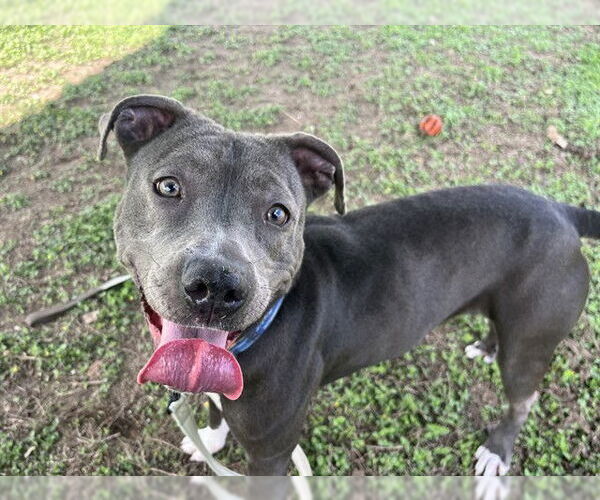 Medium Photo #6 American Pit Bull Terrier-Unknown Mix Puppy For Sale in Ocala, FL, USA
