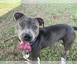 Small #5 American Pit Bull Terrier Mix