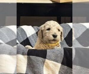 Goldendoodle Puppy for Sale in MILLRY, Alabama USA