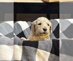 Small Photo #1 Goldendoodle Puppy For Sale in MILLRY, AL, USA