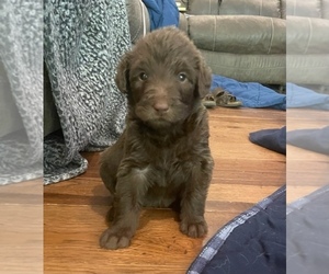 Labradoodle Puppy for sale in LEWISBURG, KY, USA