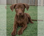 Small #2 Labrador Retriever Mix