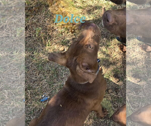 Medium Photo #2 Mutt Puppy For Sale in Jackson, MS, USA