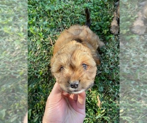 Cava-Tzu Puppy for sale in HUNTINGTN STA, NY, USA