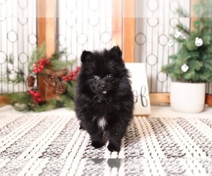 Pomeranian Puppy for sale in NAPLES, FL, USA