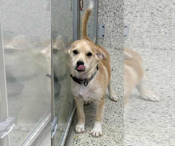 Medium Photo #1 Jack Russell Terrier-Labrador Retriever Mix Puppy For Sale in Mechanicsburg, PA, USA