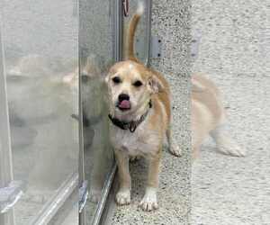 Jack Russell Terrier-Labrador Retriever Mix Dogs for adoption in Mechanicsburg, PA, USA