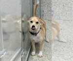 Small Jack Russell Terrier-Labrador Retriever Mix