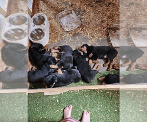 Rottweiler Puppy for Sale in SALEM, South Dakota USA