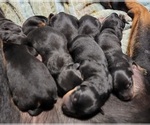 Small Photo #2 Rottweiler Puppy For Sale in GRESHAM, OR, USA